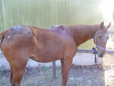 Последние твиты от horse rescue aust (@horserescueaust). Save a Horse Australia Horse Rescue and Sanctuary: Our ...