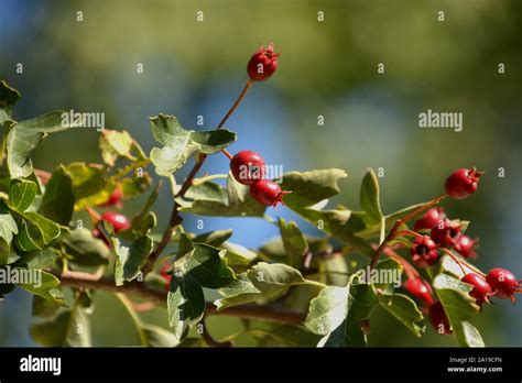 Common Hawthorn Fruits Red Fruits Of Crataegus Monogyna Or Hawthorn Or