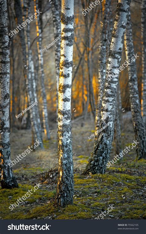 Bare Birch Trees At Sunset In Spring Stock Photo 75562105 Shutterstock