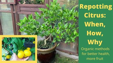 How To Repot Citrus And Why I Fertilize Potted Trees Youtube