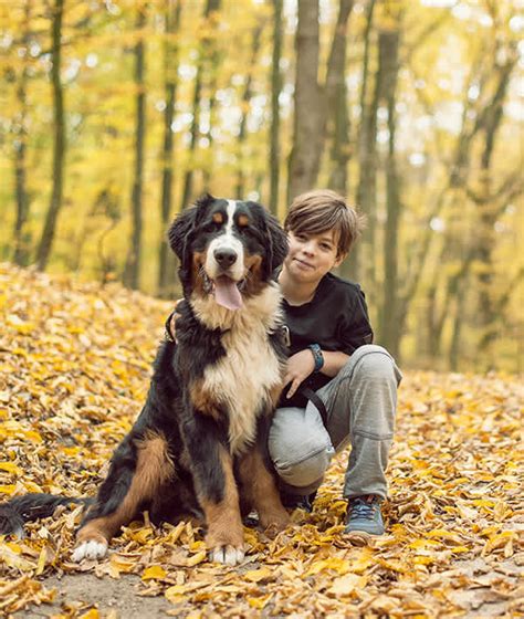 10 Large Dog Breeds That Are Gentle