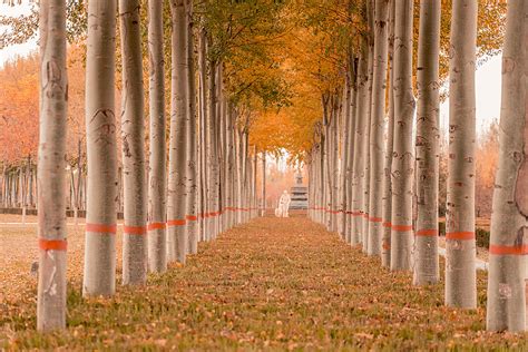 Two Rows Of Symmetrical Tree Lined Avenues Full Of Fallen Leaves