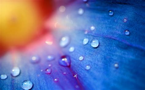 Flowers With Dew Drops Wallpapers High Quality Download Free