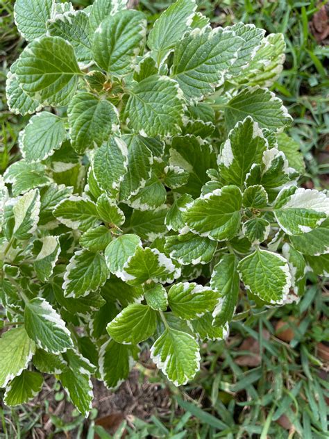 Pineapple Mint Plant Rooted Plant 6 Long 2 Count Bare Etsy