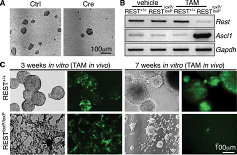 REST Is Required For Self Renewal Of Primary Mouse NSCs In Vitro A
