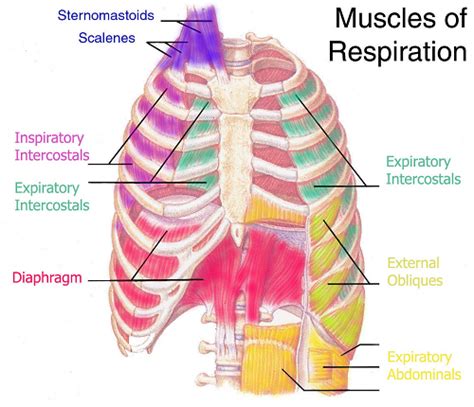 When you exhale, your ribcage moves down, squeezing. CVS I:THORACIC WALLS AND DIAPHRAGM