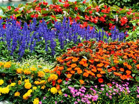 Colorful Floral Variety In A Bush Outdoors During A Romantic Journey