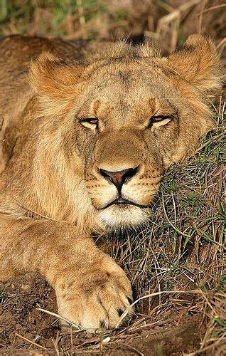 Leone Che Dorme Animal Pics Southern Africa Big Cats Cat Love