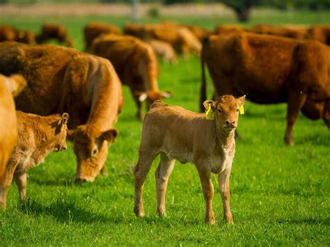 Kalb Wissenswertes Zum Thema Kalbfleisch