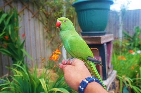 Looking for some free indian classified sites to sell or promote your product? BEAUTIFUL INDIAN RINGNECK PARROTS FOR SALE. TEXT (440) 652 ...