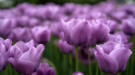 Closeup Purple Tulip Photo In A Blur Background Hd Flowers Wallpapers