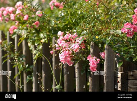 Rose On The Garden Fence Stock Photo Alamy