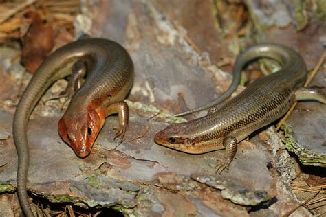 Male And Female Broadhead Skinks Nevada And Ouachita Count Flickr