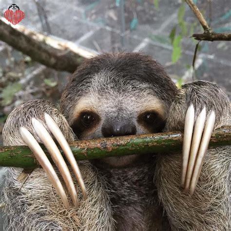 Sloth Facts Sloth Photos Cute Sloth Pictures Sloth Facts