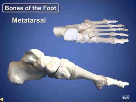 Anatomy Review: Bones of the Foot