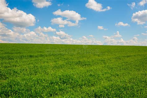 Green Grass And Blue Sky With White Clouds Stock Photo Image Of