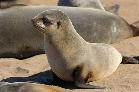 See seal and sea lion pictures in this photo gallery from national geographic. Sea Lion brown fur seal | Seals and sea lions | Pinterest ...