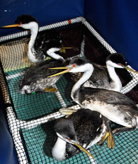 Natural Oil Seep Prompts Bird Rescue In Calif International Bird Rescue