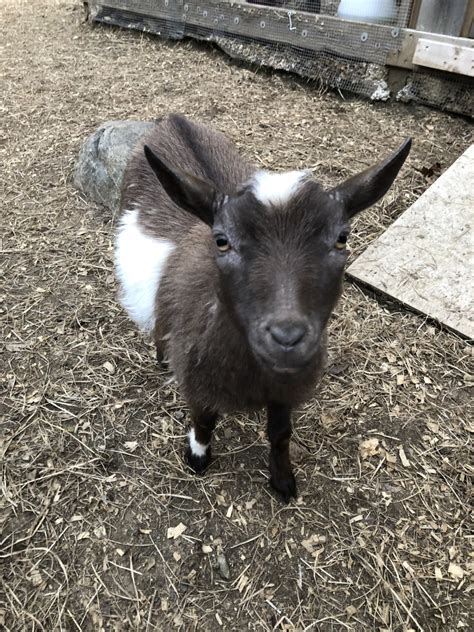 Two Goats Losing Hair And Have Flakey Skin Backyardherds Goats