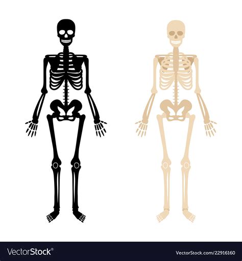 Human Skeleton Set Royalty Free Vector Image Vectorstock