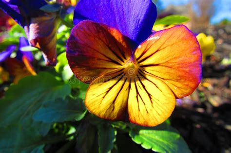 Yellowish Reddish Purplish Pansy Surrounded By Yellow And Purple