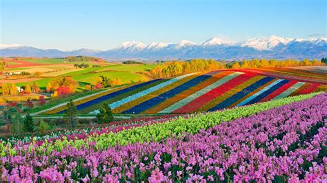 Panoramic Flower Gardens Of Shikisai No Oka Hill Biei Furano Basin Hokkaido Japan Windows