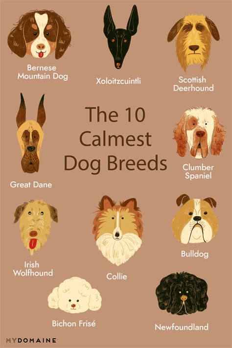 Life At Home Calm Dog Breeds Calm Dogs Dog Breeds That Dont Shed