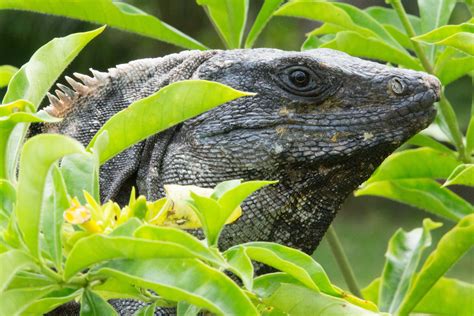 Northern Belize Is Filled With Amazing Wildlife