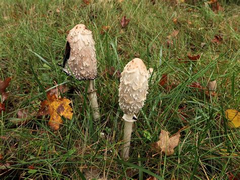 201810101101193 Shaggy Mane Mushroom Coprinus Comatus Mu Flickr