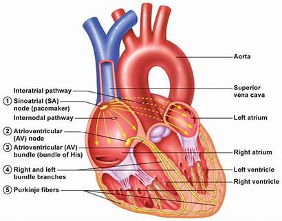 Heart Electrical System Sa Conduction Cardiac Av