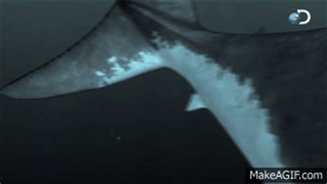 The Nightmarish Megalodon Sharkzilla Shark Week On Make A GIF