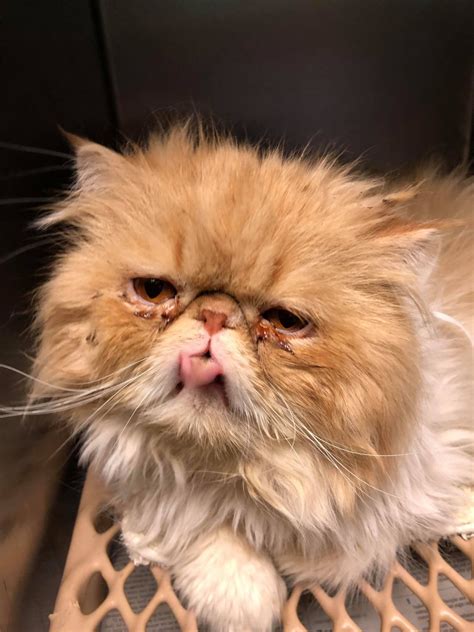 A cat whose ancestors are all of the same breeds, or whose ancestry includes most of the major cat breeds have breed rescue groups, dedicated to saving and protecting their breeds. Michigan Persians - Specialty Purebred Cat Rescue