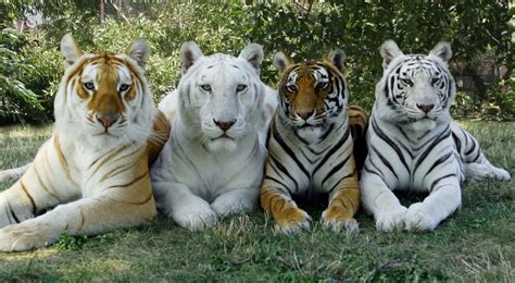 Dō Gakuin Senseis Blog How Many Tigers Are There