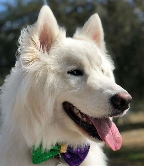 Maybe you would like to learn more about one of these? 14 Great Pyrenees Mixed Breeds: Massive, Majestic Mixes!