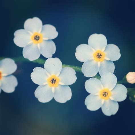 This beautiful flower might not the as elegant as a rose flower, but it has a strong meaning that overcomes its appearance and size. Forgetmenot | Flower wallpaper, Forget me not, Beautiful ...