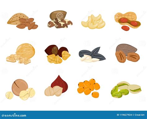 Nutsseeds Vector Illustration Stock Vector Illustration Of Walnut