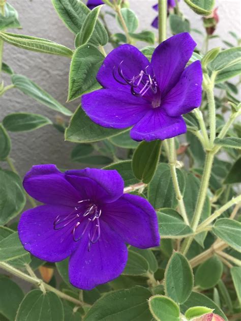 Tibouchina Urvilleana, Princess flower🌸 Preciosas flores púrpuras 🌸