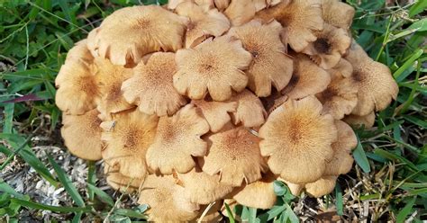 Yard Fungus