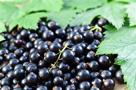 Using black seed oil for hair loss not only does this seed strengthen hair, it addresses hair loss. Black Currant Oil - Videos Of Naked Moms