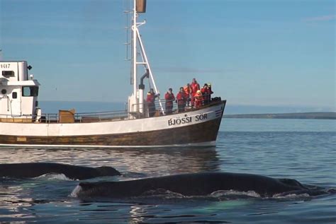 Husavik Whale Watching Sail | Whale watching, Whale watching tours, Sailing