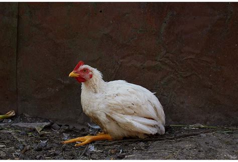 Coccidiosis In Chickens How To Identify And Treat