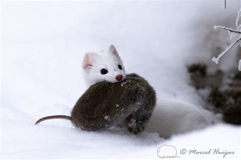 Marcel Huijser Photography Long Tailed Weasel Mustela Frenata With
