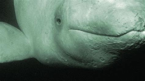 bbc earth live camera watch beluga whales from the air