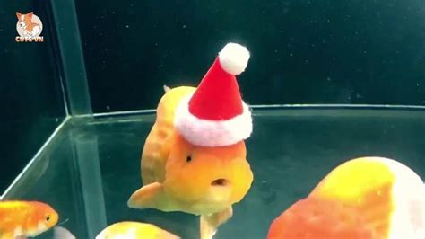  Gambar Ikan Lucu Kartun dan Asli Bikin Ngakak