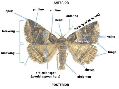 Derbyshire Macro Moths Vc57 Part 1 Hepialidae To Erebidae
