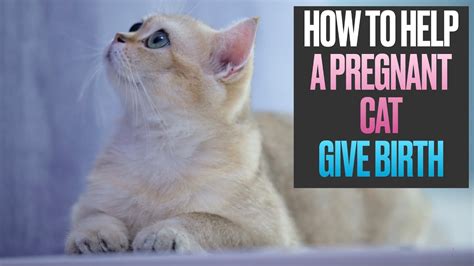 How To Help A Pregnant Cat Give Birth Youtube