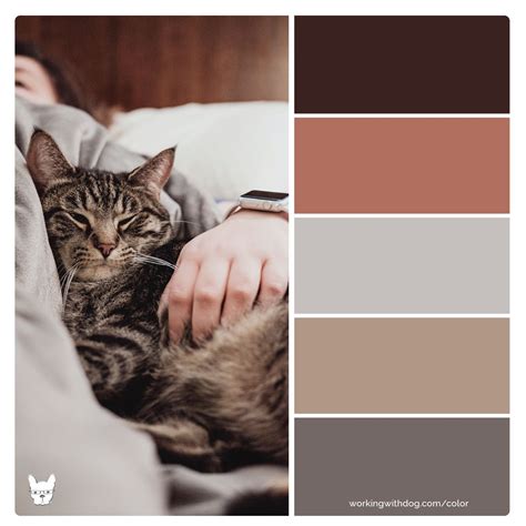 Cat Dude Modern Masculine Color Palette For Pet Brand Inspiration