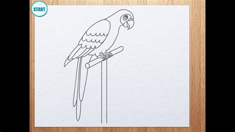 How To Draw Parrot Youtube