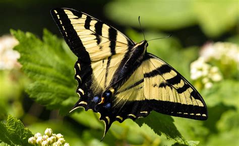 We did not find results for: Attract butterflies with native plants — Western Canada ...