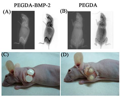 Radiographic Assessment Of Nude Mice Model And Gross Morphology Of Lfs